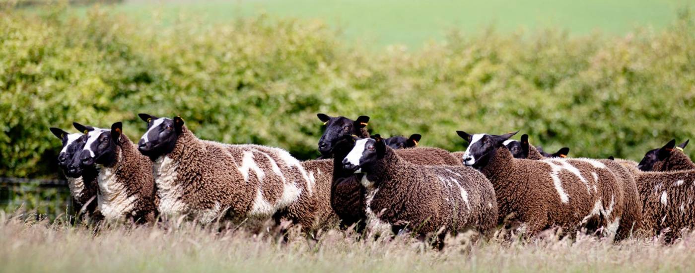 Dutch Spotted Sheep UK